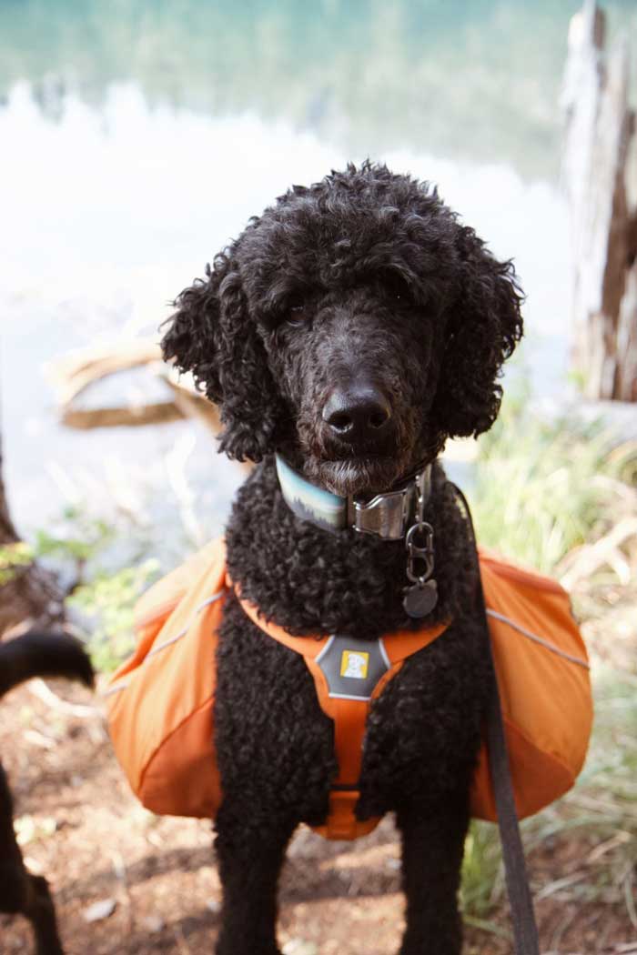dog with harness and pack